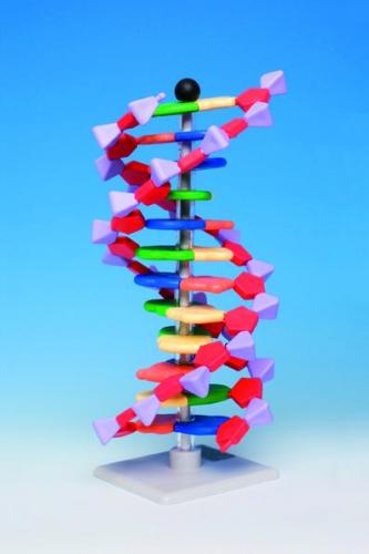 stavebnice molekulových modelů miniDNA® / RNA Kits
